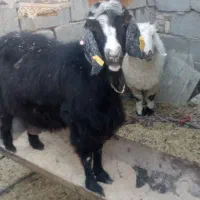 بز آبست فروشی