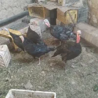 ۵عدد بوقلمون سالم سرحال|حیوانات مزرعه|مشهد, درزآب|دیوار