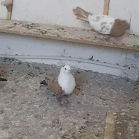 کلاغ مخمل ماده