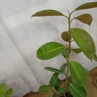 گل فیکوس|گل و گیاه طبیعی|بیرجند, |دیوار