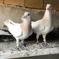 حدود ۶۰ عدد پرنده جوان نگین زدخوردی ضمانتی|پرنده|تربتحیدریه, مظفریه|دیوار