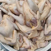 بوقلمون محلی و جوجه  محلی  تمیز شده کشتار  روز|خوردنی و آشامیدنی|رشت, احمد گوراب|دیوار
