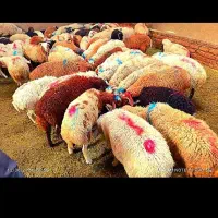 گوسفند زنده ۶۰۰راس برای عقیقه نذری بره نرینه|حیوانات مزرعه|مشهد, کشاورز|دیوار