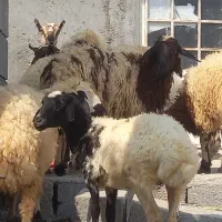 ،3بره قوچ 4میش محلی 2بز آبستن صلاله میش بره دار|حیوانات مزرعه|بندرعباس, |دیوار