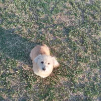 سگ سوسیسی و شیتزو