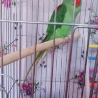 شاه طوطی نر ۷ماهه