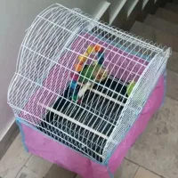 طوطی برزیلی|پرنده|تهران, سلسبیل جنوبی|دیوار