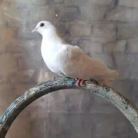 کبوتر و فنچ|پرنده|بافق, |دیوار