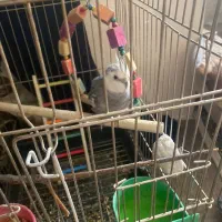 ماده البینو ۱۶ماهه نر وایت فیس|پرنده|هشتگرد, شهرک ایران خودرو|دیوار