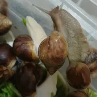 حلزون ومحصولات کرم صابون پاکسازی حلزون طبیعی