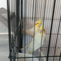 جفت عروس هلندی مولد با قفس ولونه