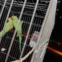 شاه طوطی|پرنده|شاهرود, |دیوار