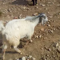 فروش بز وکهره