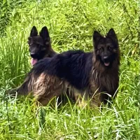 ژرمن شولاین