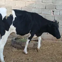 سهعددگاو‌ماده‌‌