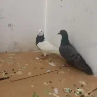 طوقی با کلاغ گرفتنی