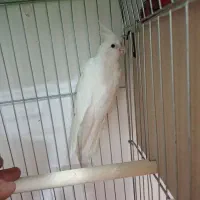 عروس هلندی ماده سایز گینگ