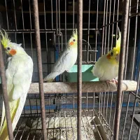 فروش عروس هلندی وات فیس و لوتینو|پرنده|بندرعباس, |دیوار