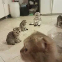 گربه های اسکاتیش‌و‌بریتیش|گربه|سنندج, |دیوار