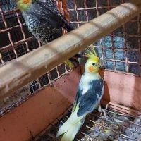 عروس هلندی|پرنده|رامسر, |دیوار