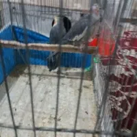 عروس هلندی مولد