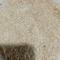 برنج فجر سوزنی