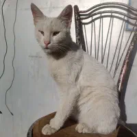 گربه فروشی خونه کی