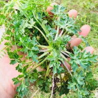 چوچاق خورد شده کیلویی ۲۵۰