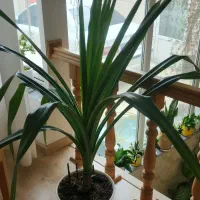 گل پاندانوس