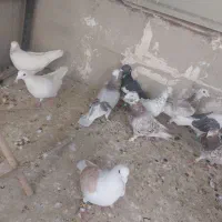 کبوتر|پرنده|تهران, والفجر (افسریه)|دیوار