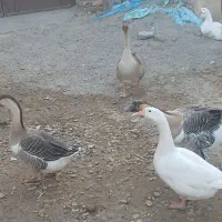 غوغاز تخم گذار|حیوانات مزرعه|زهک, |دیوار