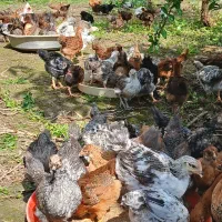 فروش جوجه محلی