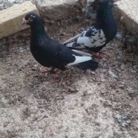 ۴تا کبوتر رنگی|پرنده|اسفرورین, |دیوار