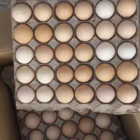 فروش عمده تخم مرغ محلی