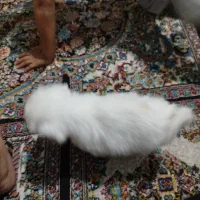 نژادپودل کراس|سگ|مشهد, وحید|دیوار