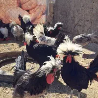 جوجه..یکماهه ..دوماهه|حیوانات مزرعه|قم, نوبهار|دیوار