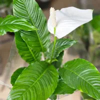 انواع گلهای  آپارتمانی زیبا