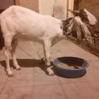فروش گوسفند