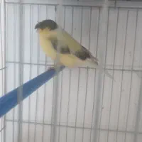 قناری|پرنده|نجفآباد, ویلاشهر|دیوار