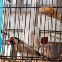 سهره چهارگل|پرنده|کرج, حسین‌آباد|دیوار