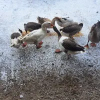 قاز نر محلی|حیوانات مزرعه|هریس, |دیوار