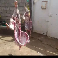 قصاب در محل مراسم عروسی تولد حج سورماشین و...