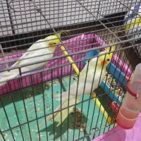 چند جفت عروس پاریس|پرنده|بندر ماهشهر, |دیوار