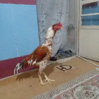 خروس لاری اصیل معاوضه با کفتر پرشی و رنگه|حیوانات مزرعه|مشهد, طبرسی شمالی|دیوار
