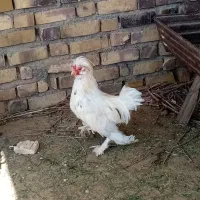 خروس لهستانی|حیوانات مزرعه|زاوه, |دیوار