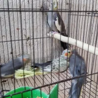 ۴عدد جوجه عروس دونه خور|پرنده|رشت, بازار|دیوار