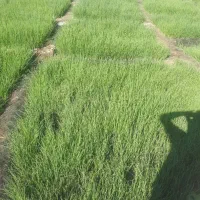 تیم پیاز تشان با بهترین کیفیت (نشا پیاز)