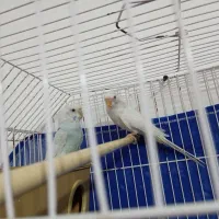 عروس هلندی،مرغ عشق