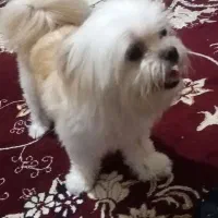 گمگشته