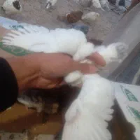 جوجه کبوتر|پرنده|آستانه اشرفیه, |دیوار